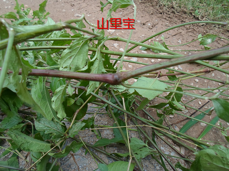 新鮮牛膝土牛膝紫牛膝 野生倒扣草 倒鉤草 牛七牛漆接骨丹500克