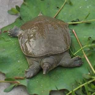 100%鲜活 3-4年精品生态甲鱼 中华鳖 1kg/只