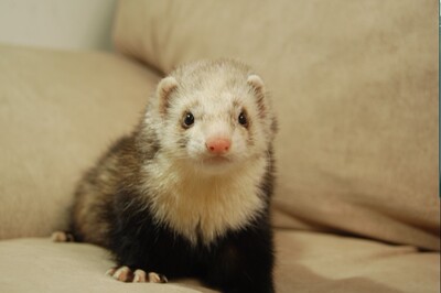 安哥鲁 安格鲁貂 玛雪儿貂 宠物貂 美洲熊猫 宠物貂活体 官方授权