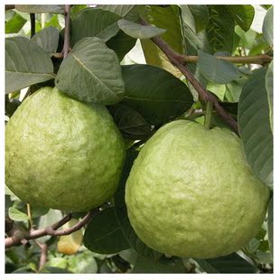 特大03 石榴 新鲜水果 云南蒙自甜石榴薄皮软籽石榴1斤以上特大果12斤