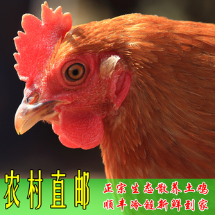 深整鸡山散养土鸡虫子鸡象洞阉鸡柴鸡孕妇月子鸡正宗新鲜农家鸡包
