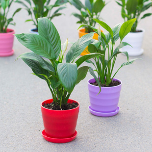 室内绿植白掌土培植物一帆风顺盆景办公室盆栽绿色植物防辐射植物