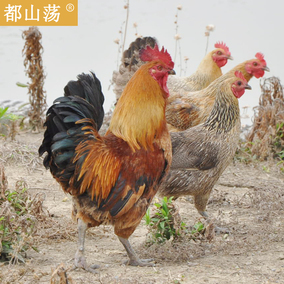 庄河大骨鸡正宗土鸡农家散养 笨鸡散养土鸡溜达鸡土鸡散养大骨鸡