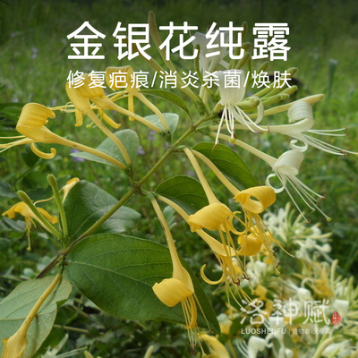 饱和金银花纯露花水 祛痘去痘印修复疤痕消炎杀菌祛粉刺 500ml