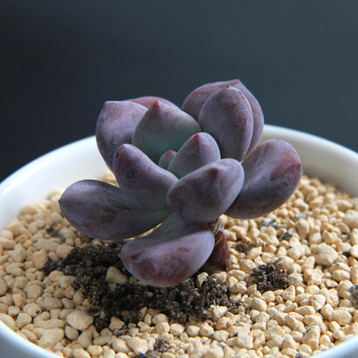 『如鱼得水_奥普琳娜』多肉植物 办公室内 盆景 肉肉小苗 防辐射