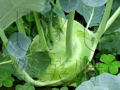 玛利亚 络芙特 水果苤蓝种子 生吃口感好 早熟 蔬菜蔬果种子10g