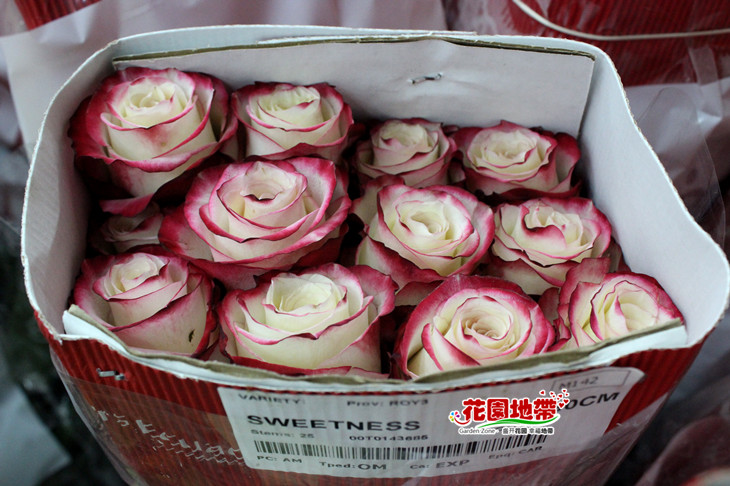 进口皇家大玫瑰 厄瓜多尔大玫瑰鲜切花 多品种高端花卉速递预订