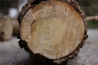 香榧木 香榧木雕 原木 香榧树 围棋料 象棋料 木珠料 佛珠料