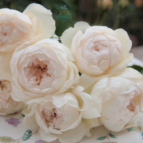 老园丁 波列罗 法国欧月白色玫瑰丰花月季花苗浓香强香 阳台盆栽