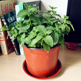 柠檬薄荷苗盆栽食用绿薄荷草盆栽 薄荷苗盆栽 驱蚊香草植物