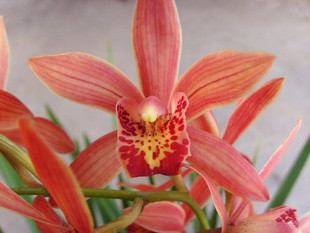 中国兰花 红剑 建兰杂交兰 室内绿植盆栽 色彩鲜艳