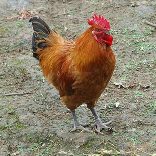 土鸡 草鸡活鸡老公鸡现杀放养农村土公鸡包邮 土鸡农家散养大公鸡