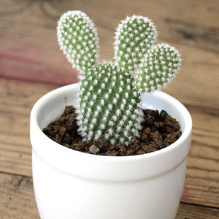 实物拍摄 多肉植物 防辐射 兔耳掌白毛掌仙人掌 可批发