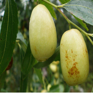 冬枣新鲜蜜枣新鲜脆枣云南蒙自金丝蜜枣红枣青枣小枣子3斤79包邮