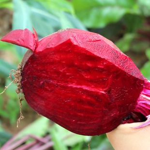 蔬菜 东北发货 5斤装 甜菜根 紫菜头 甜菜头 红菜头 新鲜蔬菜 农产品