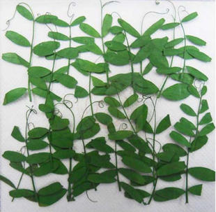 中艺文教 麻豆叶子 野豌豆苗 马豆叶压花押花干花标本 真花花束