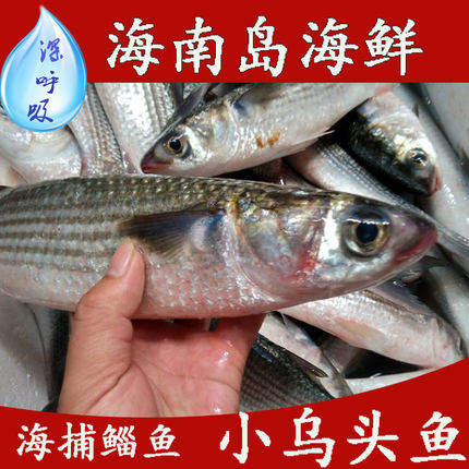 野生新鮮海魚午子魚海鮮水產魚類馬友魚當天現捕冰鮮魚深海魚500g_7折