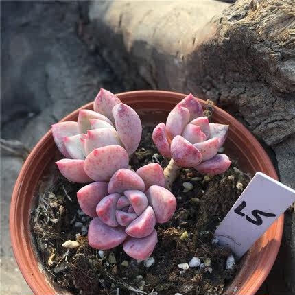 多肉 藍精靈 藍蘋果 群生 多肉植物 花卉盆栽 一物一拍 靜好花園_7折