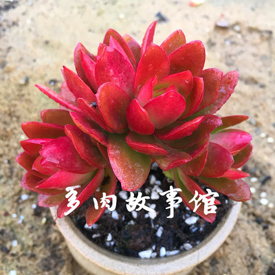 多肉故事館/多肉植物【火祭】火焰紅/組盆拼盤百搭/新手