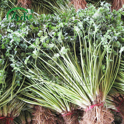 澳洲进口 聚萍388香菜种子 耐热高产大叶 夏季早熟耐热秋冬季蔬菜