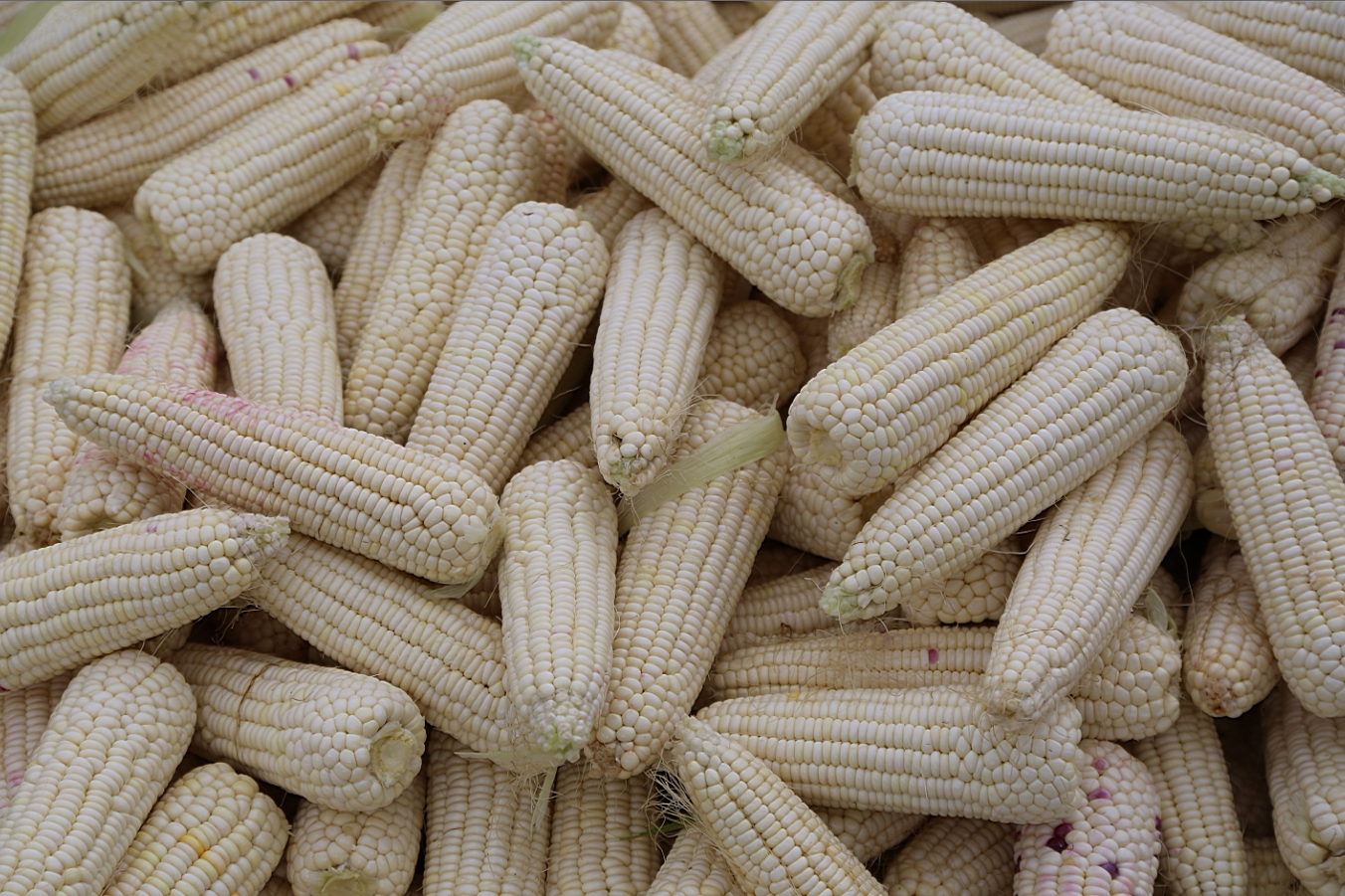东北老白玉米棒子 白黏玉米速冻粘玉米棒黑土寒地 一箱18枚