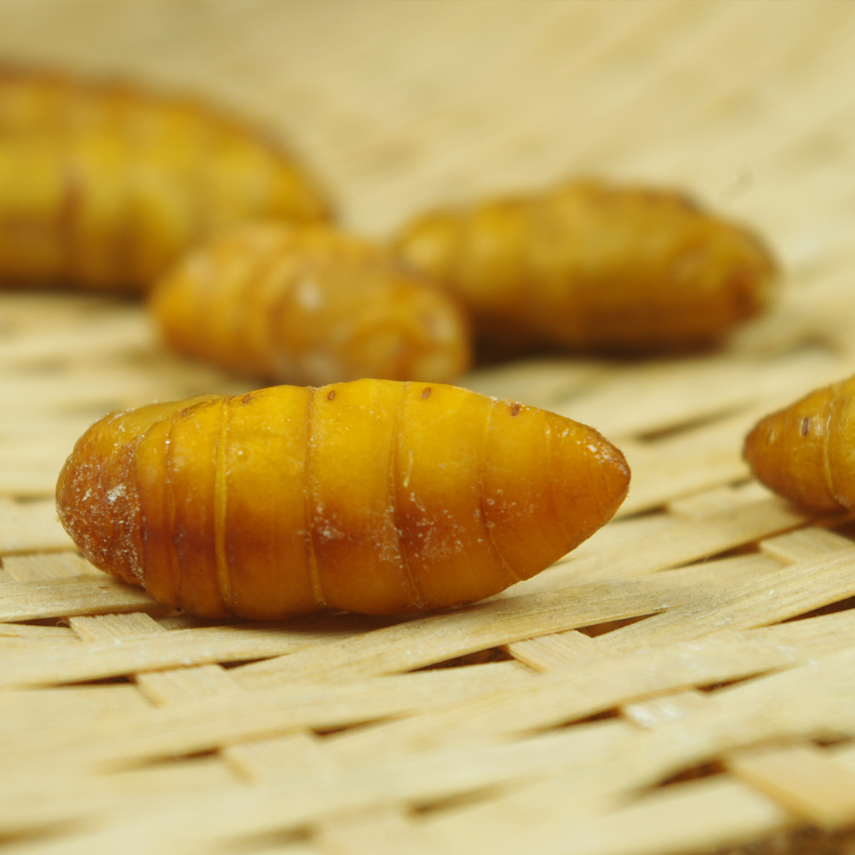 黄金蛹 金丝蛹桑蚕蛹 新鲜蚕蛹 小生蚕蛹 昆虫野味3份多地包顺