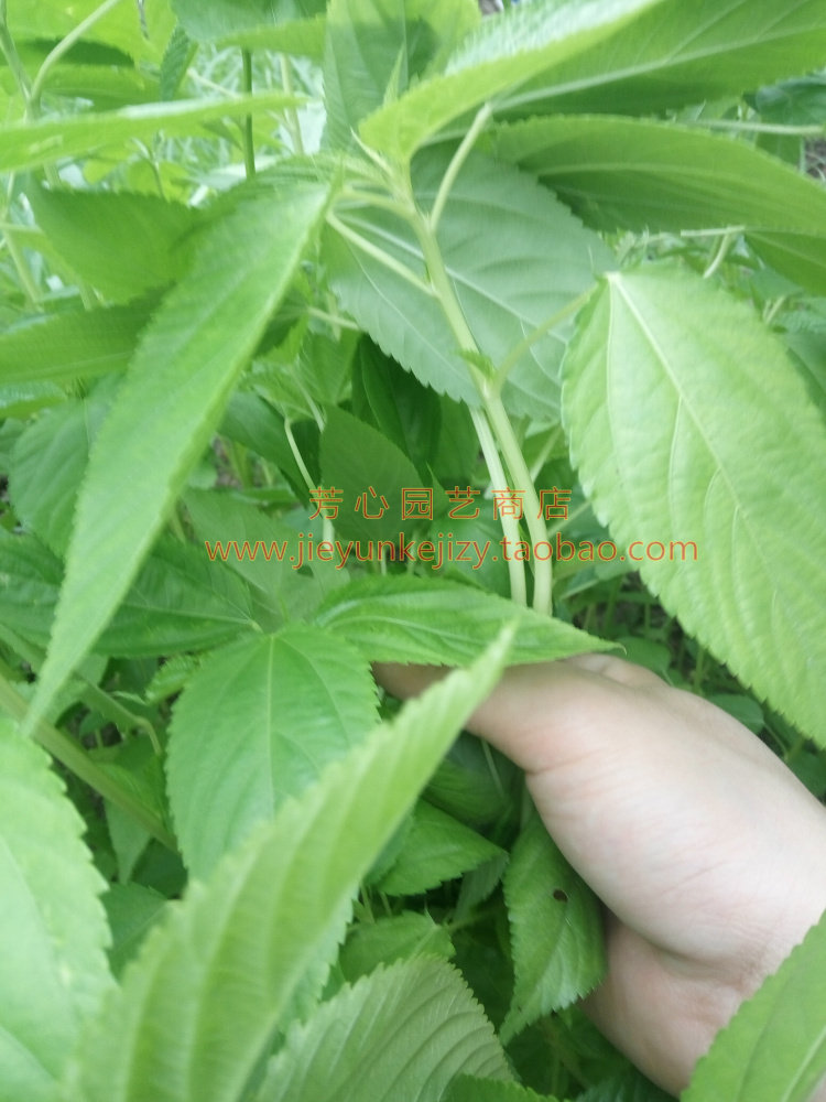 白麻叶的形状与图片,白麻叶的图片与作用,白麻叶图片大全_大山谷图库
