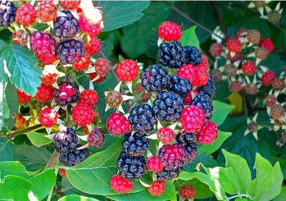 野生正宗中药材新鲜茅莓根国公红梅消三月泡茅莓虎姆蛇泡簕薅田蔗