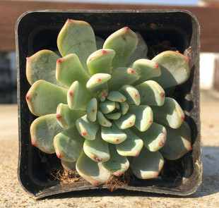 盆栽 雪爪 黑爪 红爪 希妈多肉植物 客厅阳台绿植盆栽 亏本冲量