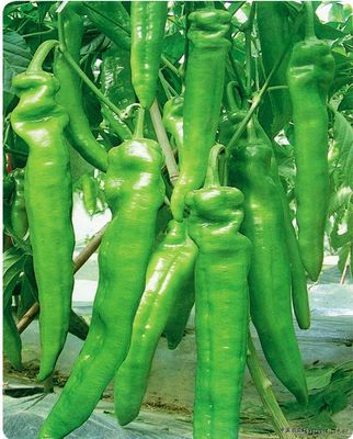 特大牛角椒辣椒 蔬菜种子 阳台种菜 四季种植盆栽菜籽 满18包邮