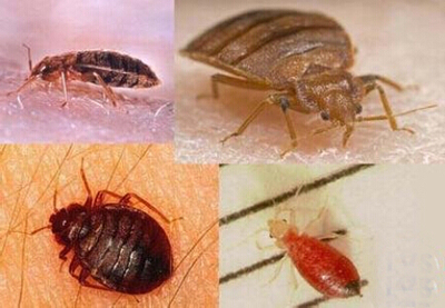 臭虫药家用特效跳蚤杀虫剂灭书虱药杀蟑螂床虱药衣鱼药除螨虫包邮