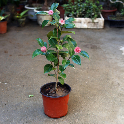 精品四季茶花苗 山茶花盆栽 當年開花 耐寒綠植花卉 庭院陽臺觀花