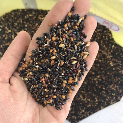 鑫大叶牛草羊草鱼草种子高产牧草嫩两米苏丹草籽全程质保厂家直销