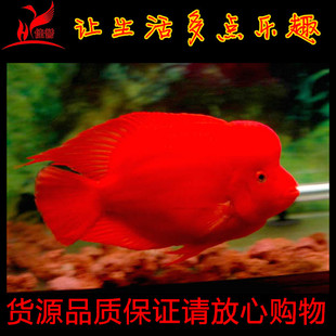 紅財神鸚鵡魚鼓頭金剛紅財魚苗神起頭元寶發財魚熱帶魚鸚鵡魚活體