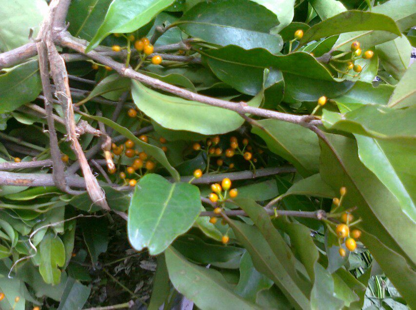 野生名贵中药材杉寄生 杉寄青/杉木寄生/杉木寄青 各种寄生