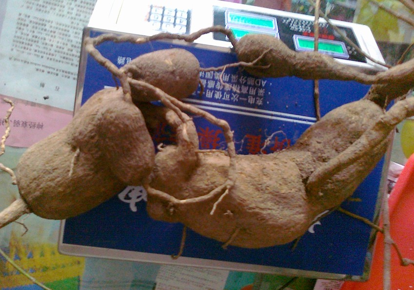正品野生中药材三筒管,山总管,百解薯,千金薯,竹叶薯