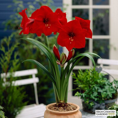 【预定-11月】泰华园艺荷兰进口朱顶红球根红狮redlion经典红大花