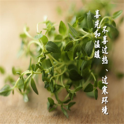 林庄园新鲜上海蔬菜香料 精品百里香100g 西餐料理任搭5件包邮