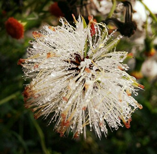 蒲公英 花沐独家 祛痘淡化雀斑色素斑孕妇敏感肌肤 蒲公英纯露