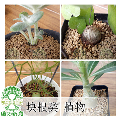 【綠陽新意】塊根類植物 索馬里沙漠玫瑰 大蒼角殿 斷崖 龜甲龍