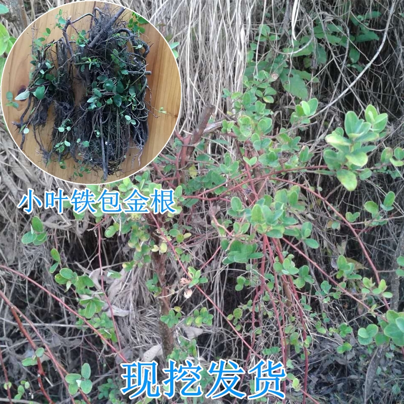 小葉鐵包金根野生新鮮現挖500g中草藥勾兒茶 老鼠耳 烏龍根烏金藤