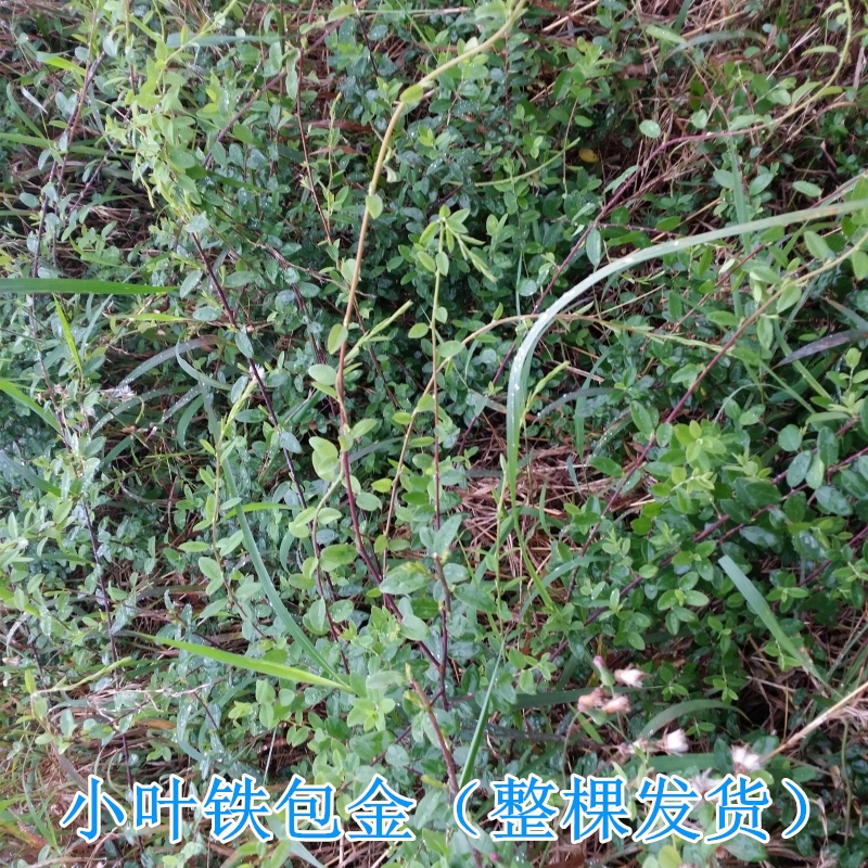 小叶铁包金根野生新鲜现挖500g中草药勾儿茶 老鼠耳 乌龙根乌金藤