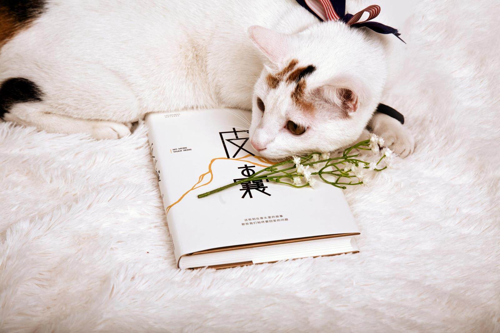 包邮 皮囊 蔡崇达 著 韩寒 监制 刘德华 序 官方正版 畅销书 散文集