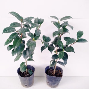 怒推斑阿波罗茶花苗精品盆栽山茶花罗庭院绿植苗木茶梅花苗