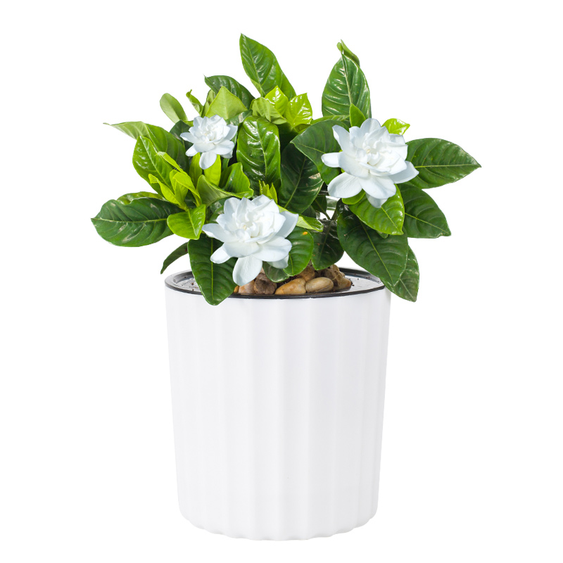 栀子花盆栽室内办公室桌面水培懒人绿色植物花卉四季开花盆栽