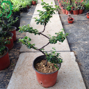 珍珠梅造型盆景办公室内花卉盆栽榆叶梅当年开花净化空气吸甲醇