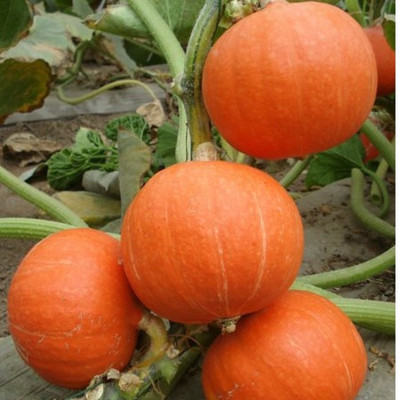 红板栗小南瓜种子 甜蜜蜜红蜜南瓜种子 橙红色 口感好 老瓜粉面