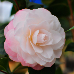 梦三十茶花苗盆栽带花苞庭院绿植稀有品种茶花苗