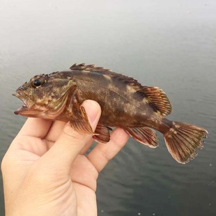 野生海釣新鮮活石翁魚東山島海鮮小石斑魚師公褐石狗公魚