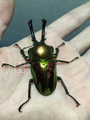 促销活体宠物甲虫普色系彩虹锹甲幼虫l1 l2 l3独角仙兜虫金龟